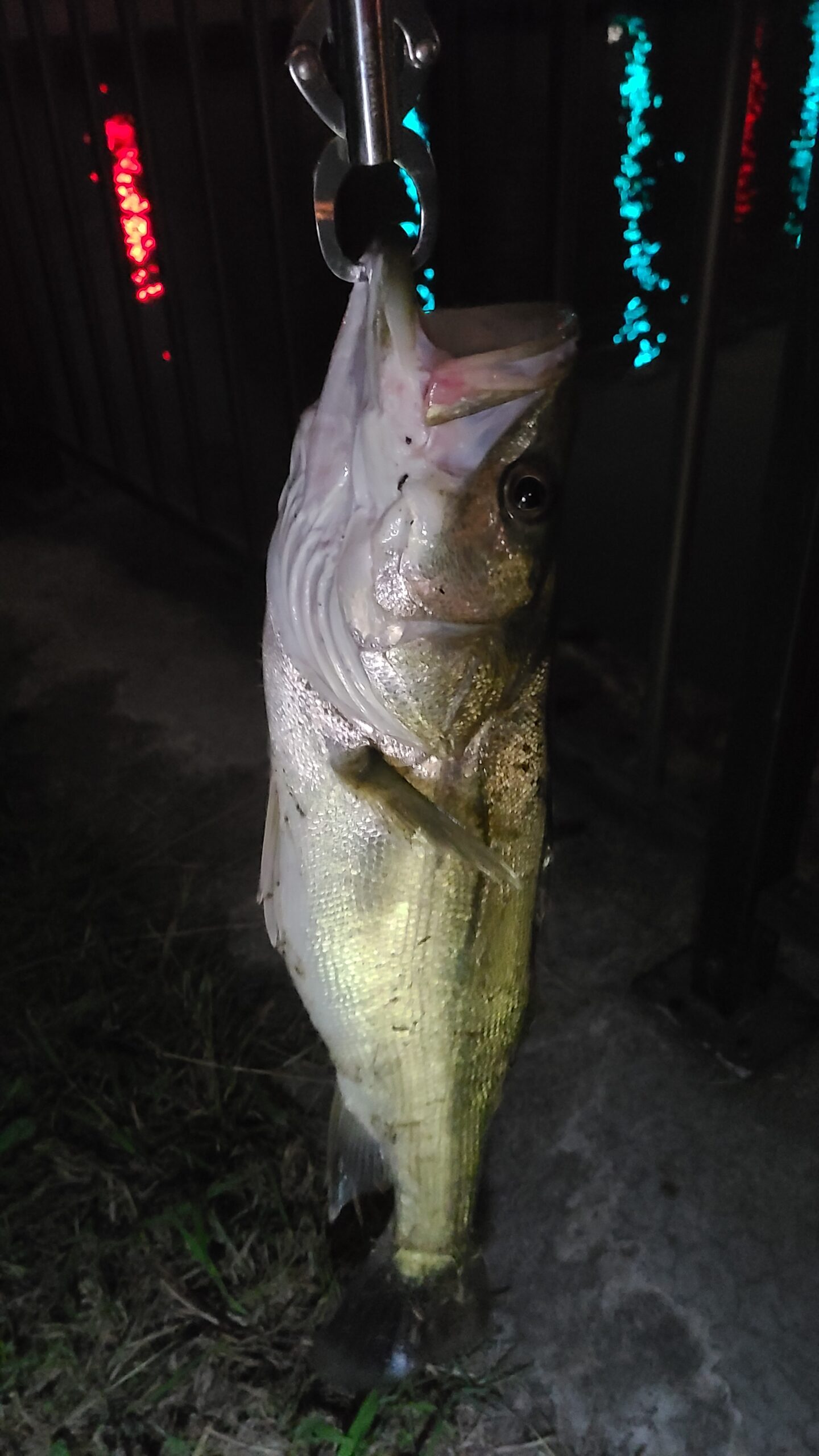 今井水門でシーバス釣り 新中川